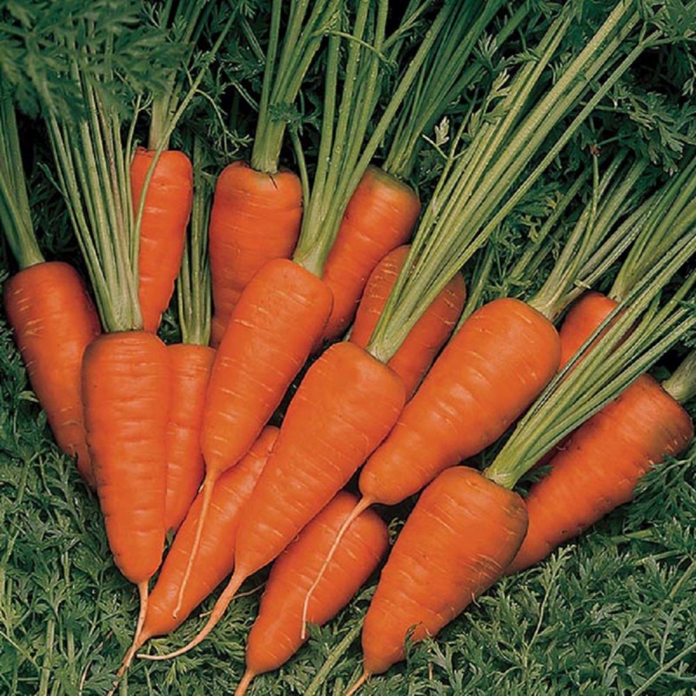 Carrot Burpees Short 'n' Sweet